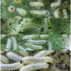 mel triv fascelis larva1 volg31